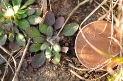 Arabidopsis thaliana