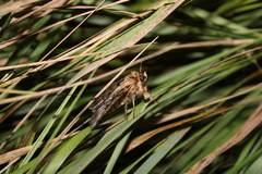 Proteuxoa sanguinipuncta