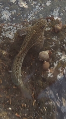 Parablennius parvicornis