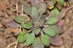 Arabidopsis thaliana