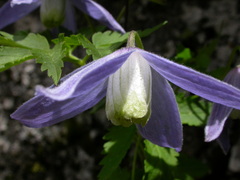 Clematis alpina