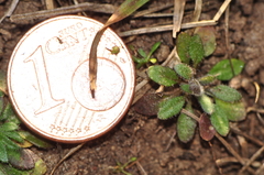 Arabidopsis thaliana