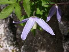 Clematis alpina