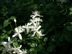 Clematis recta