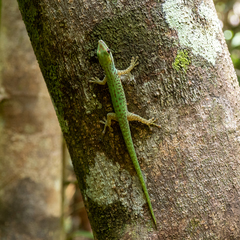 Phelsuma guttata