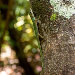 Phelsuma guttata