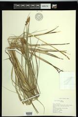 Carex sartwellii