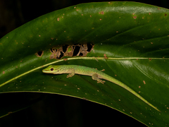 Phelsuma guttata