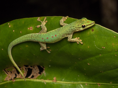 Phelsuma guttata