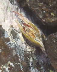Pinctada imbricata