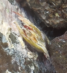 Pinctada imbricata