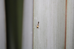 Opogona comptella
