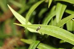 Opogona comptella