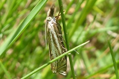 Crambus lathoniellus