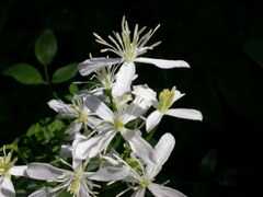Clematis recta