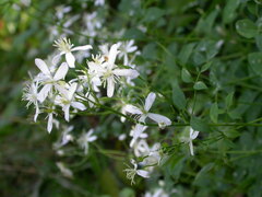 Clematis recta