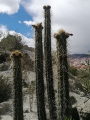 Corryocactus melanotrichus