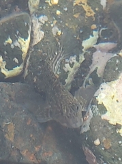 Parablennius parvicornis