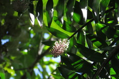 Dendrobium smillieae