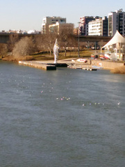 Chroicocephalus ridibundus