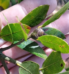 Zapatella quercusphellos