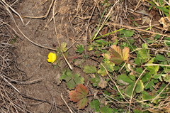 Potentilla incana