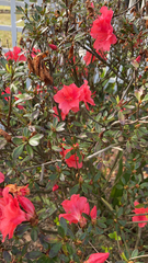 Rhododendron indicum