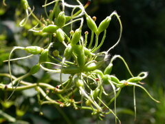 Clematis recta