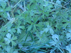 Geranium dissectum