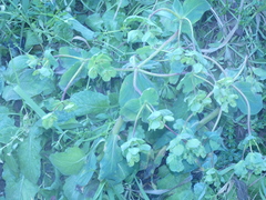Euphorbia helioscopia