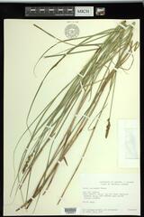 Carex sartwellii