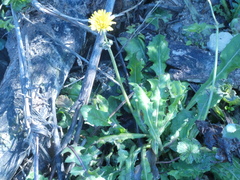 Crepis sancta