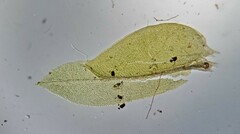 Fissidens dubius