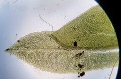 Fissidens dubius