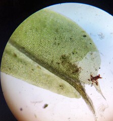 Fissidens dubius