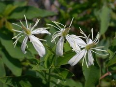 Clematis recta