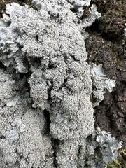 Punctelia missouriensis