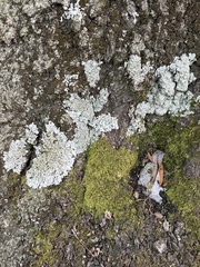 Punctelia missouriensis