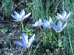 Crocus biflorus