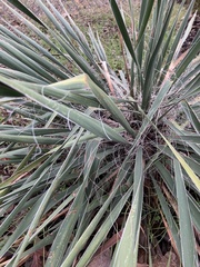 Yucca constricta