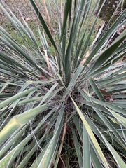 Yucca constricta