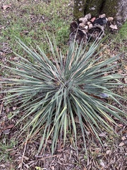 Yucca constricta