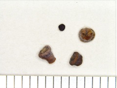 Phylloteras volutellae