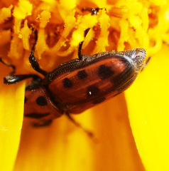 Rhodobaenus quinquepunctatus