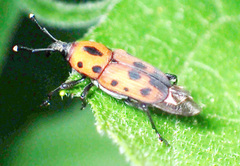 Rhodobaenus quinquepunctatus