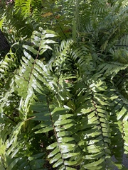Nephrolepis biserrata