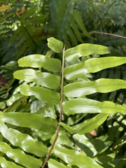 Nephrolepis biserrata