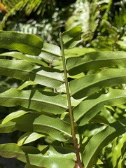 Nephrolepis biserrata