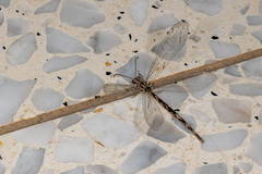 Neuroleon distichus