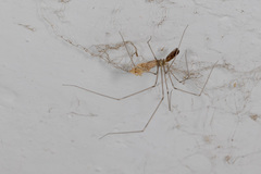 Pehrforsskalia conopyga